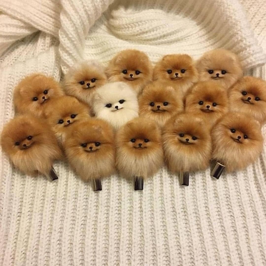 RU.SHEIN.COM - Найди особенного 🐾 @pomeranian_admirer⁠
#SHEIN #SHEINRU