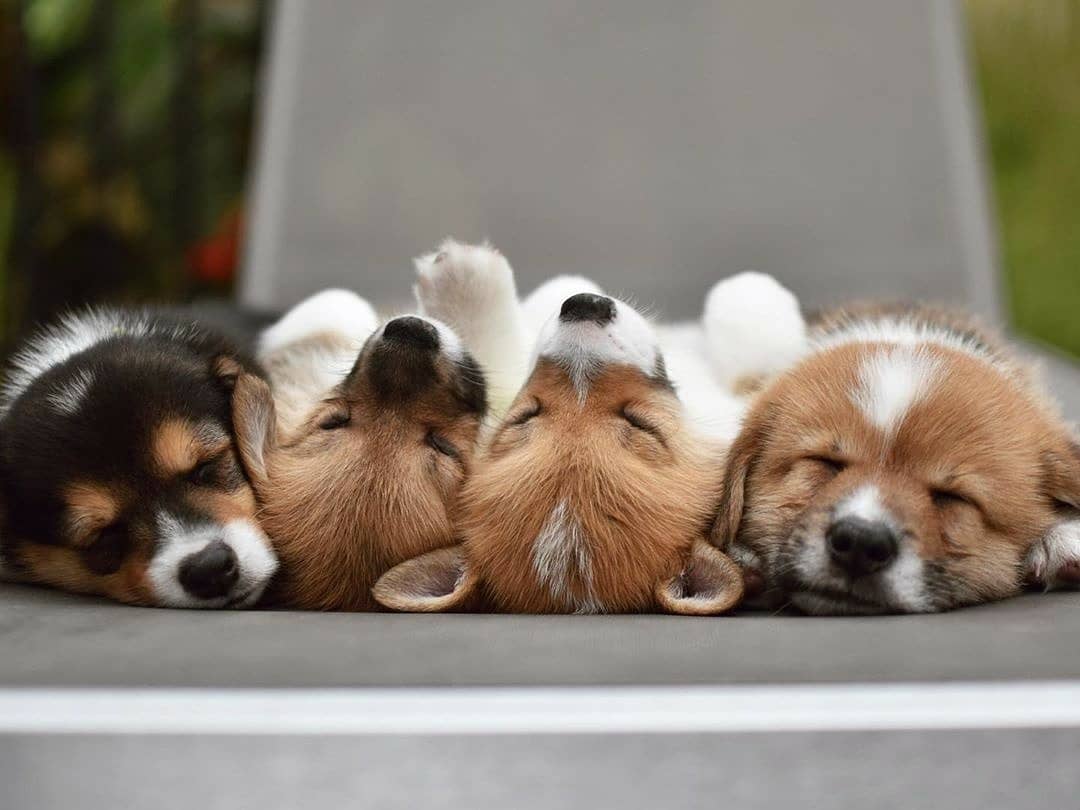 RU.SHEIN.COM - Забота о себе-это не роскошь, а необходимость. 💤 @artthecorgi
#SHEIN #SHEINRU #SHEINinspo #cutedogs