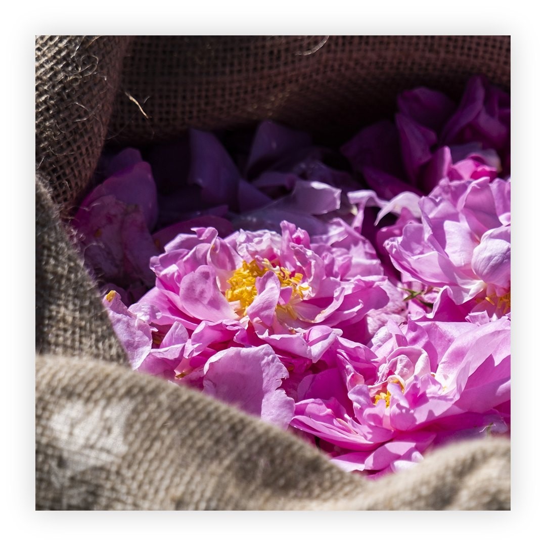 Lancôme Official - Throwback to last May’s rose harvest! 
As the symbol of the brand, the rose has always been dear to Lancôme. Our organic Centifolia roses carry a unique scent – only found in Grasse...