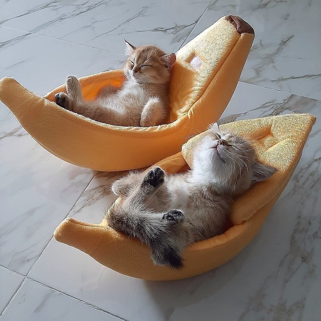 RU.SHEIN.COM - Приятный день! ❤️😻 @mr_cat.888⁠
#SHEIN #SHEINRU