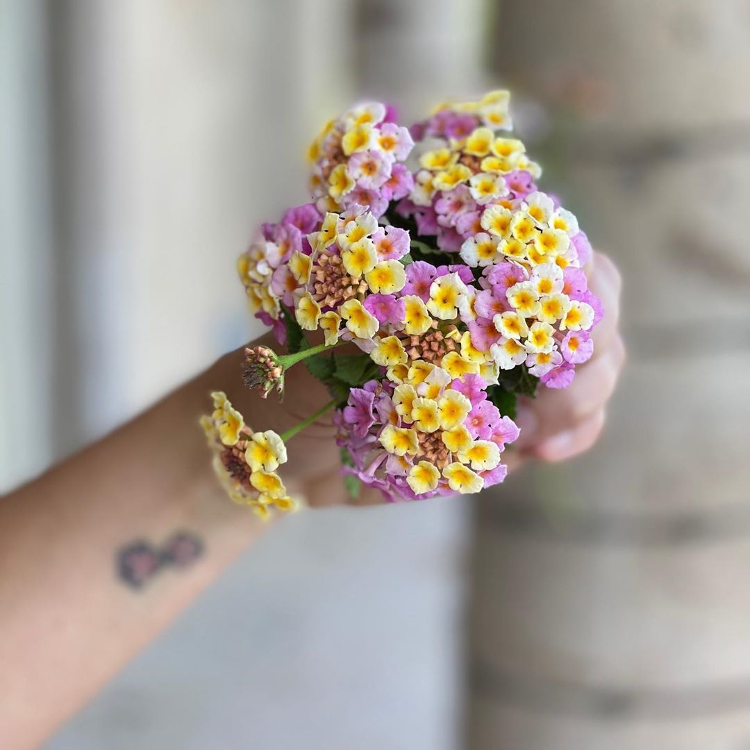  - These are way prettier in person 🌸🌼🌸🌼🌸🌼 !!!!! One thing I’ve learned during quarantine is that I have a good eye for snapping pictures …. I saw these from 20 yards away and I was too lazy to get of...
